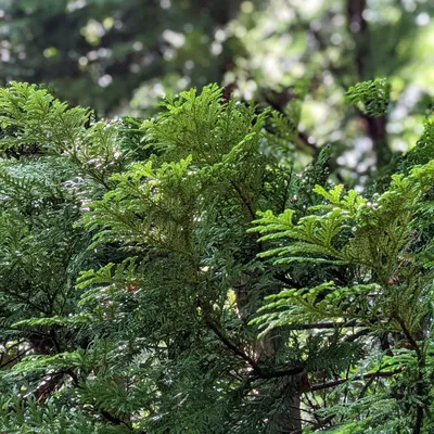 ツヨプセン 写真 6